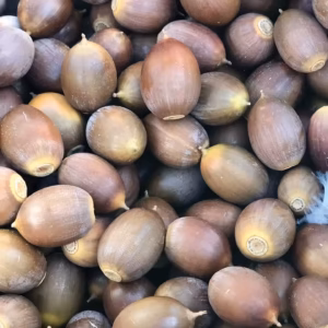 Acorns