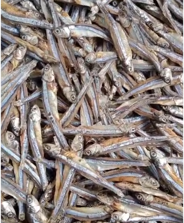Dry Salted Anchovies