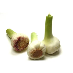 Fresh Garlic