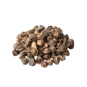 Moringa Seeds