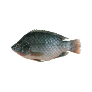 Tilapia
